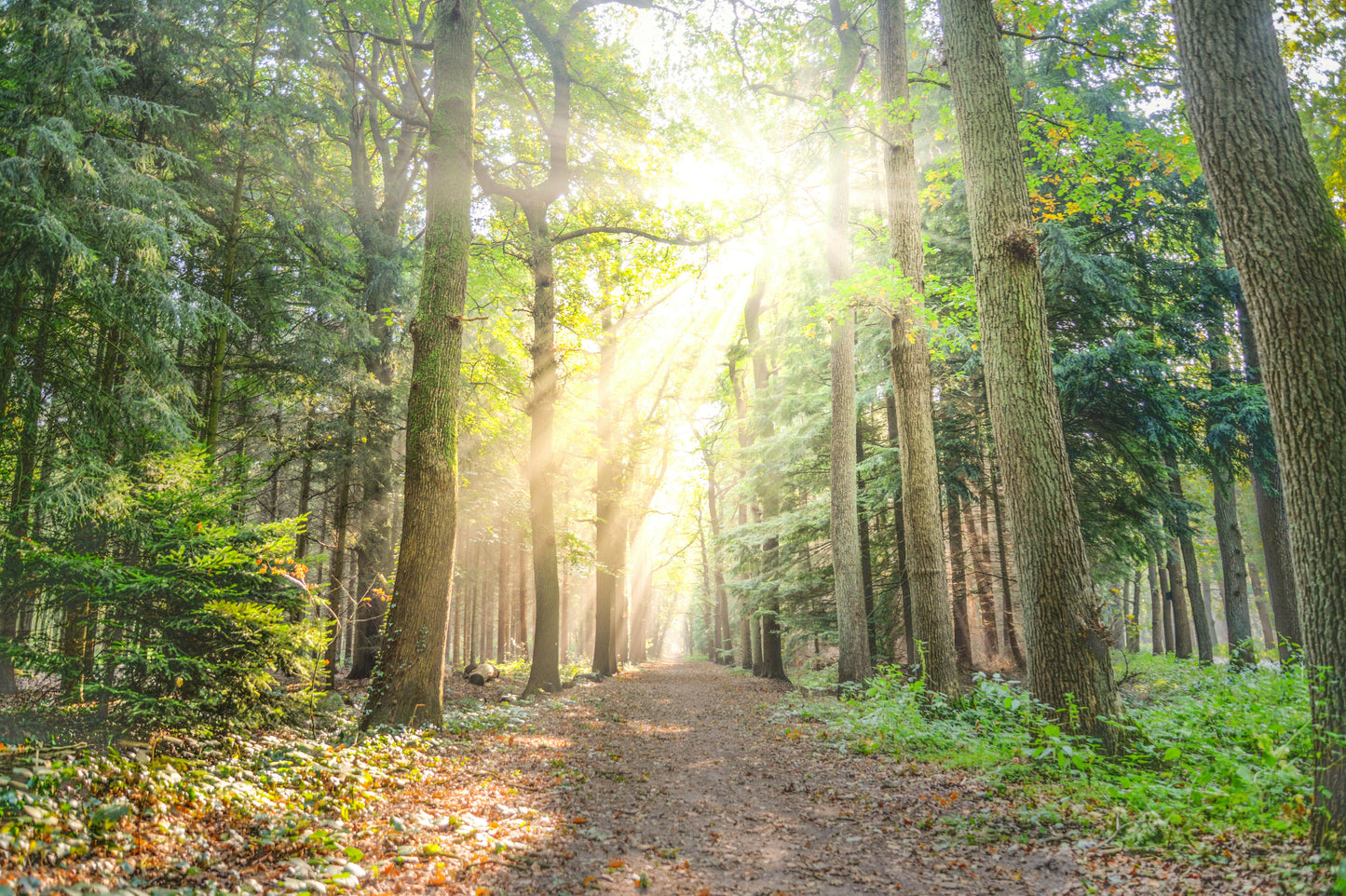 Path-Clearing Session + The Clearing Herbal Blend