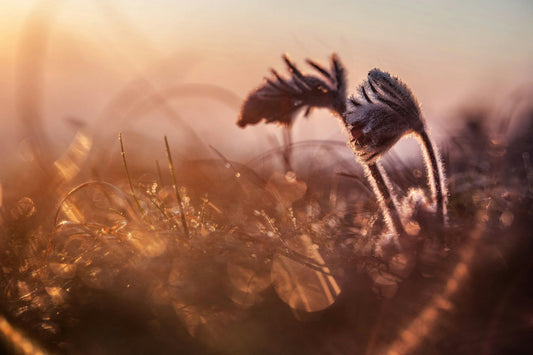 Dreamwork & Ancestral Messages: Listening Through Rest, Symbol & Intuition